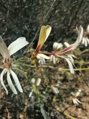 Pelargonium trifidum