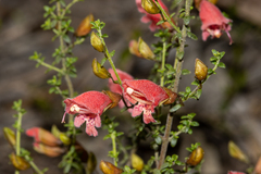 Prostanthera serpyllifolia