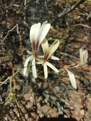 Pelargonium trifidum