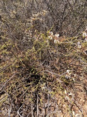 Pelargonium trifidum