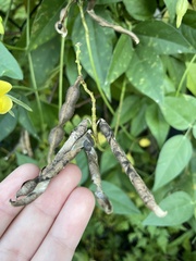 Vigna luteola