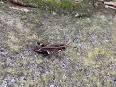 Catantopinae