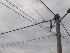 Streptopelia decaocto