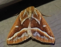 Caripeta angustiorata