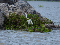 Egretta thula