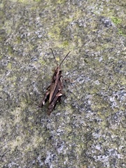 Catantopinae