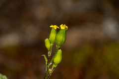 Senecio glossanthus