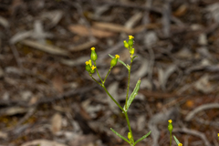 Senecio glossanthus