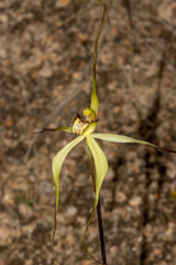 Caladenia zephyra