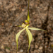 Caladenia zephyra - Photo (c) Tim Hammer, algunos derechos reservados (CC BY), subido por Tim Hammer