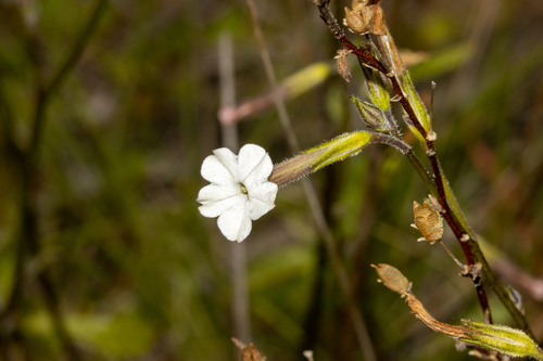 Small-flowered Tobacco (Nicotiana goodspeedii)