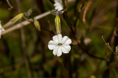 Nicotiana