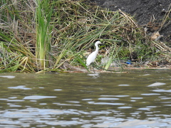 Egretta thula