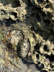 Chitonidae