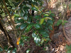 Glochidion ferdinandi