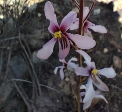 Cyanella orchidiformis