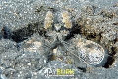 Lysiosquillina maculata