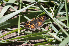Phyciodes pulchella