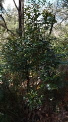 Glochidion ferdinandi