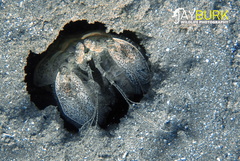 Lysiosquillina maculata