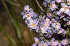 Cyanothamnus coerulescens