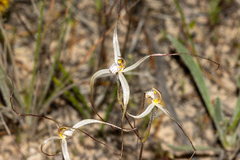 Caladenia capillata