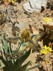 Ferraria variabilis