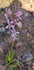 Cyanella orchidiformis