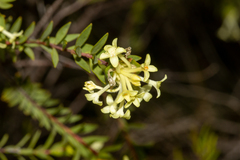 Pimelea stricta
