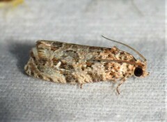 Phaecasiophora niveiguttana