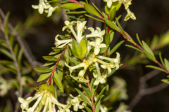 Pimelea stricta
