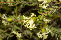 Pimelea stricta