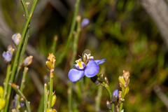 Comesperma scoparium
