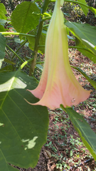 Brugmansia arborea