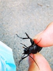 Carabus brandti