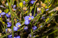Comesperma scoparium