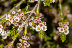 Thryptomene micrantha