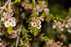 Thryptomene micrantha