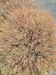 Arthrocaulon macrostachyum