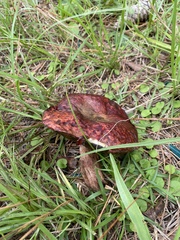 Hortiboletus rubellus image