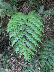 Gymnosphaera podophylla