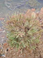 Arthrocaulon macrostachyum