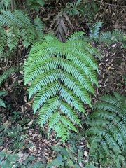 Gymnosphaera podophylla