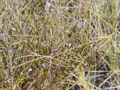Comesperma scoparium