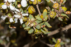 Leptospermum coriaceum