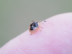 Anischys luteovarius