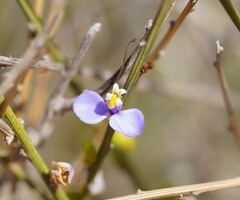 Comesperma scoparium