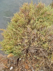 Arthrocaulon macrostachyum