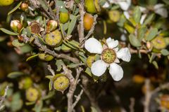 Leptospermum coriaceum