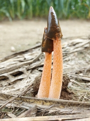 Phallus rugulosus